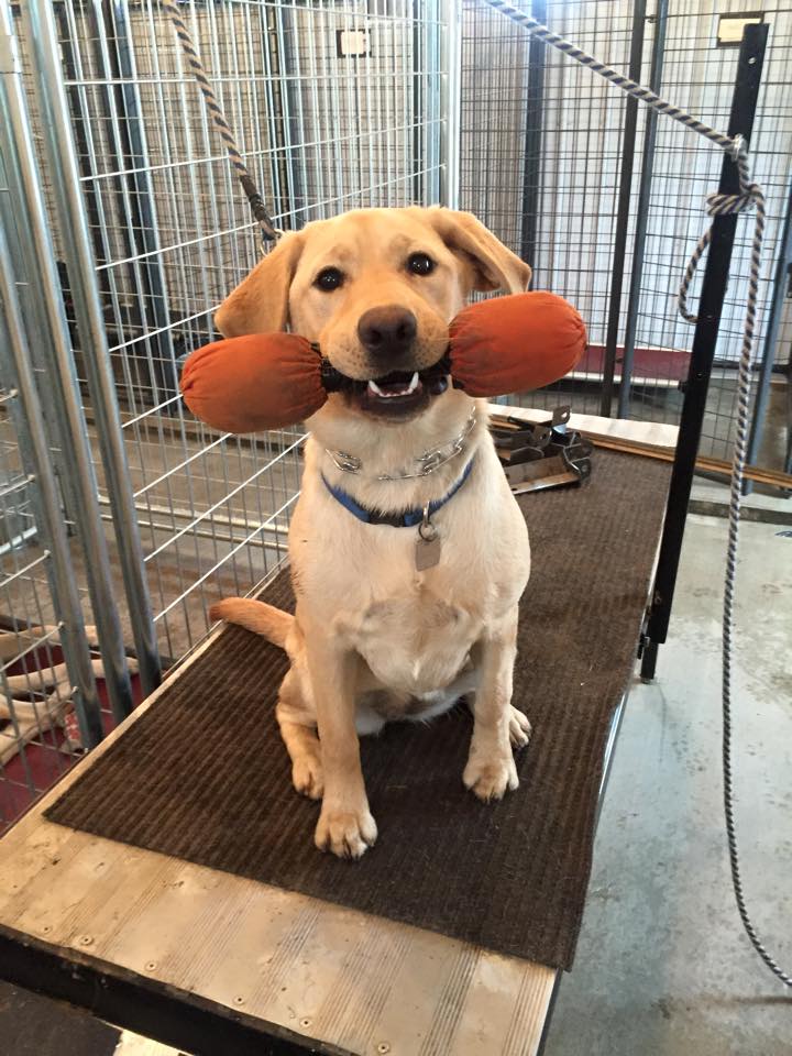 Crate training outlet labrador