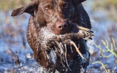 Helping Your Retriever Go the Distance